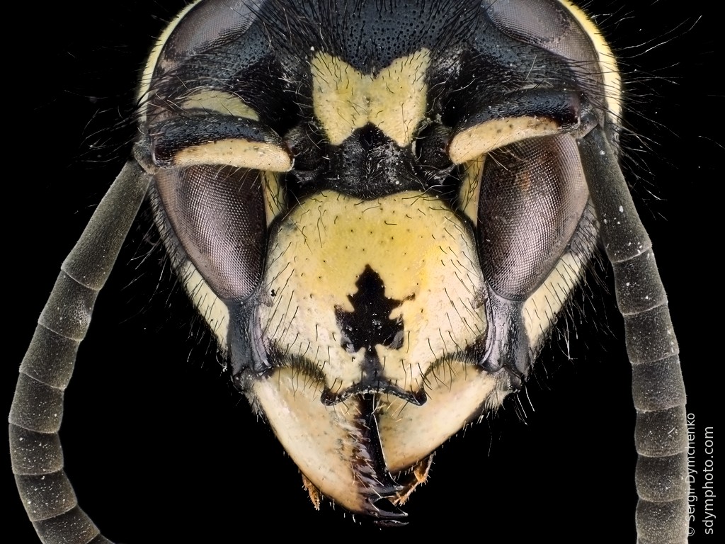 Wasp head under the microscope Sdym photo